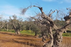 L’EFSA aggiorna il database delle piante colpite dalla Xylella