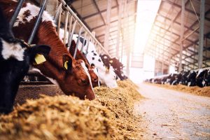 Zootecnia in affanno: l’Italia perde allevamenti e aumenta l’importazione di carne